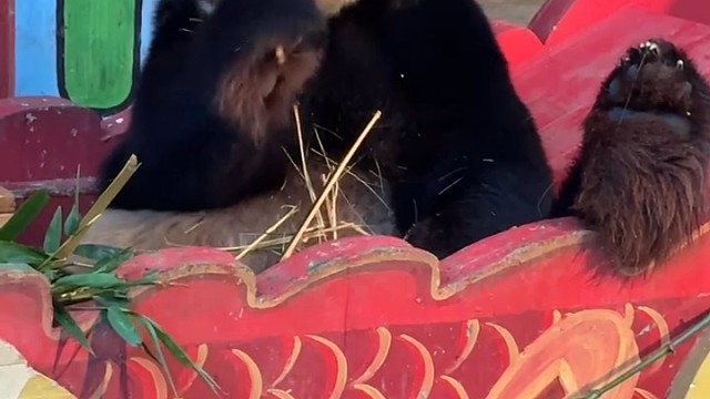 大熊猫帅帅抬着脚吃竹子，霸气侧漏