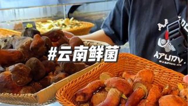 5.6个人吃才一百多，这季节的鲜菌可以 #同城美食 #重庆美食图鉴 #同城好店推荐 #菌子的季节