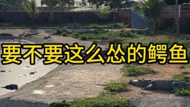 要不要这么害怕#鳄鱼 #鳄珍 #鳄珍鳄鱼酒