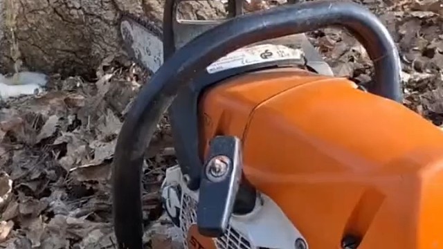 这颗树里面空了