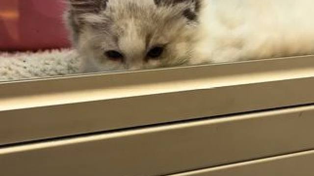 #谁能拒绝傻憨憨的小猫咪 #萌宠出道计划 #记录猫咪日常 #猫咪 #泥嚎小猫