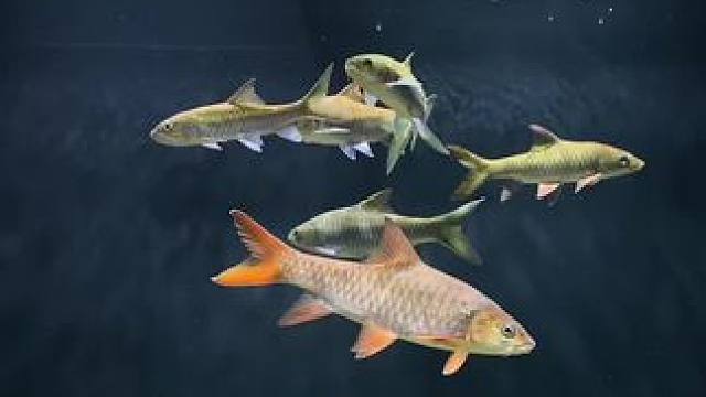 #蓝吉罗 #观赏鱼 #水族 #养鱼日记 #原生鱼