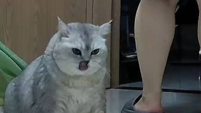 今晚蛋蛋是自己先回房哦 #监控下的一幕 #记录猫咪日常 #它真的好像个小宝宝 #抖in萌宠计划