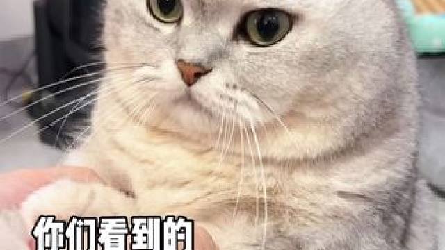 我的小猫咪长大了#我把我的猫养大啦 #抖in萌宠计划 #这是我的小猪猫 #记录猫咪日常