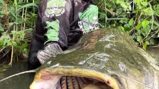 #国外视频分享 #好大一条鱼 #钓鱼的乐趣只有钓鱼人懂