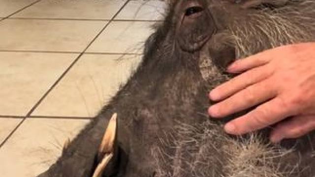 草原网红疣猪蓬蓬 #国外视频分享 #疣猪 #宠物