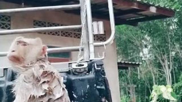 打工猴享受搓澡服务 #国外视频分享 #猴子成精 #打工猴