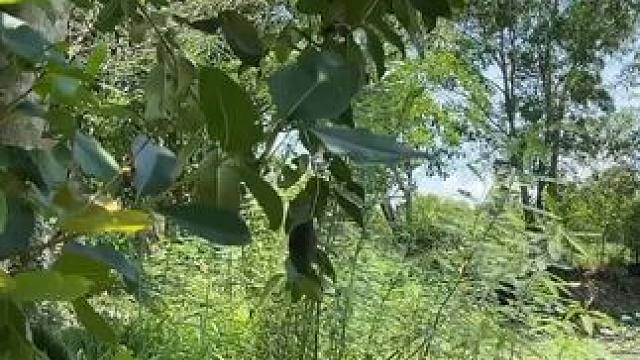 两兄妹户外野炊 #农村生活 #农村美食 #乡村味道 #深夜放毒