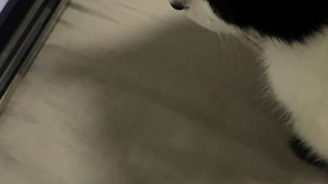 连你也爱看刘亦菲吗#记录猫咪日常 #玫瑰的故事