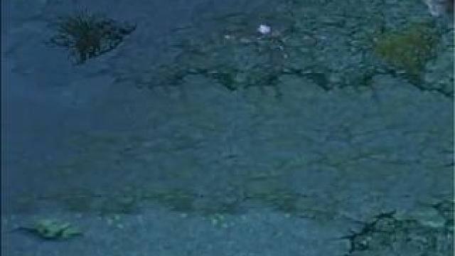 （一）大熊原声大碟，熊神本命英雄熊战士，强无敌