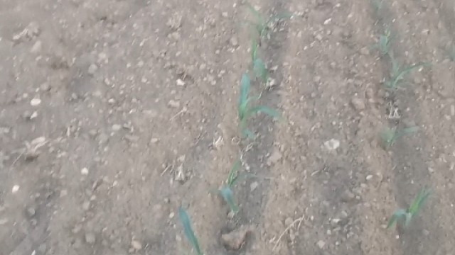 和平中你寸步难行