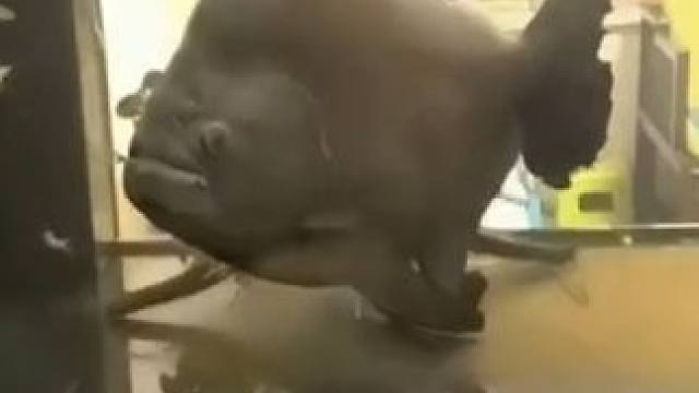 超大黑色食人鱼 足以咬断人的手指 同体型咬合力最强的动物#世界上咬合力最大的动物#食人鱼咬合力#秘鲁