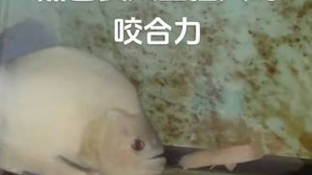 黑色食人鱼一口咬断大泥鳅 这咬合力太强了#弱肉强食的动物世界 #秘鲁普黑#水虎鱼咬合力#亚马逊猛鱼