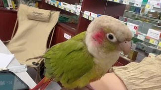 #手养鹦鹉 #合法饲养 #小动物们能有多治愈  #会技能的小太阳