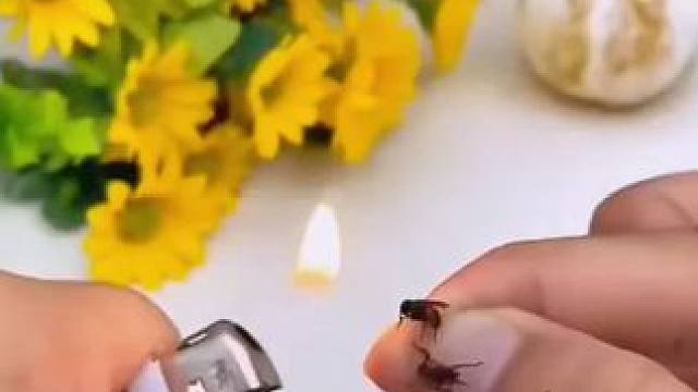 #实用小技巧 #生活小妙招 #实用小秒招 #生活小技巧 #驱蚊