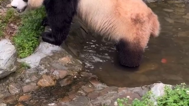 熊猫闲来无事翻个滚！