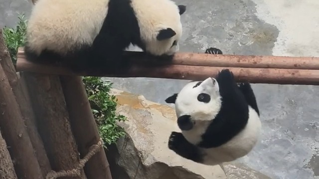 小熊猫真是臂力惊人啊！