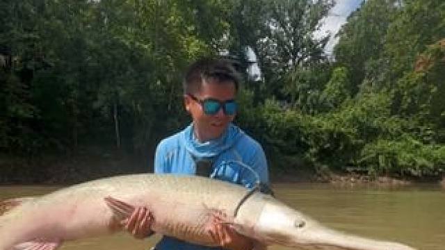 鳄雀鳝 #国外视频分享 #好大一条鱼 #钓鱼人就是这么疯狂