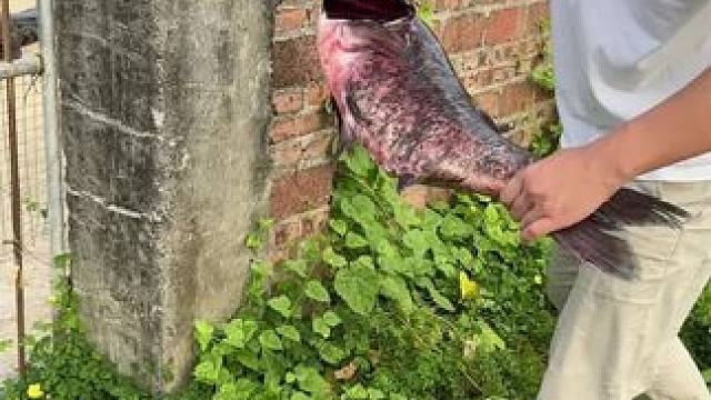 看到最后有彩蛋…#好大一条鱼