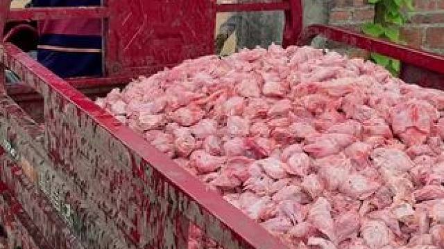 家人们，下大雨都在喂鱼，点点小爱心吧，#鳄鱼养殖场 #非专业人士请勿模仿 #好大一条鱼