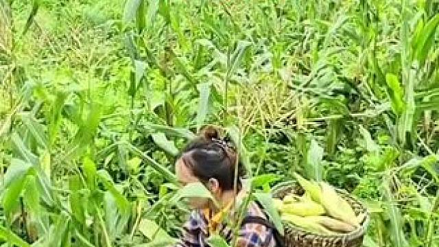 太好了，阿萍种的玉米可以大丰收了#野外生存 #国外生活 #单亲妈妈
