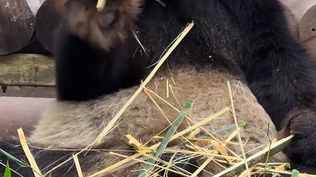 近距离看大熊猫帅帅吃竹子真帅