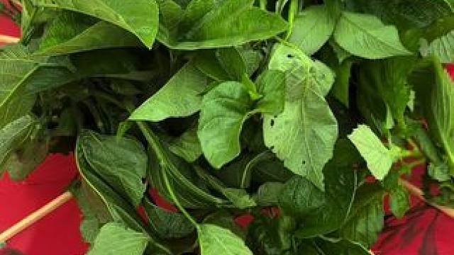 荒野求生教程来了！#山茅野菜 #地方特色美食 #大山里的味道 #野菜 #双凤