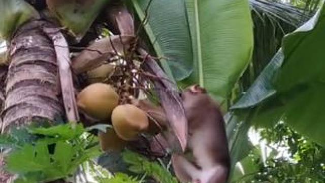 打工猴摘椰子专业对口 #国外视频分享 #猴子成精 #打工猴