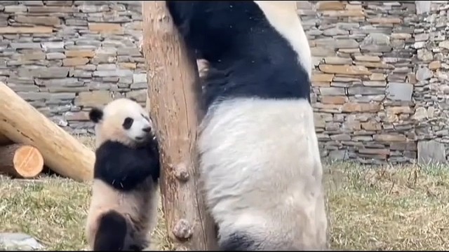 小熊猫爬树！