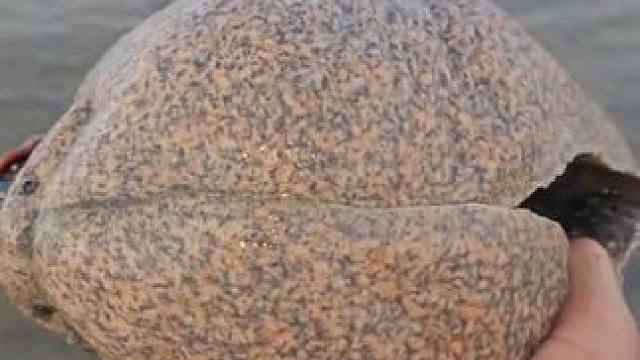 赶海收获一只大涡螺，够一盘菜了 #国外视频分享 #大海的馈赠 #赶海