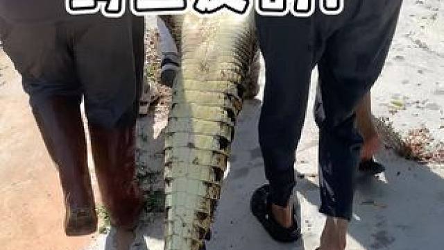 来选包了！ #鳄鱼 #鳄珍 #鳄鱼皮具工厂