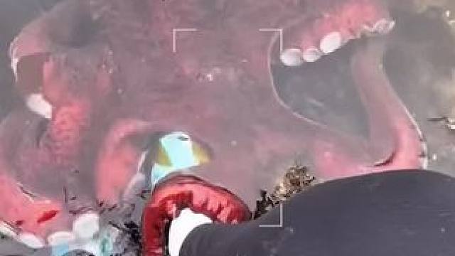 忘带芥末了#真实户外 #鱼儿自由自在的水中游 #非专业人士请勿模仿 #遇见17度的