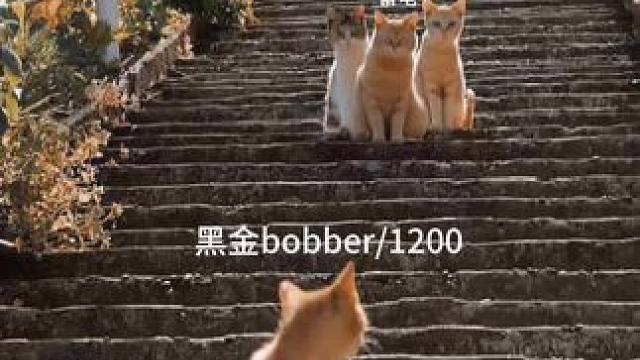 一个复古佬的心路历程！#chopperlife #bobber #复古车 #复古摩托车 #老车