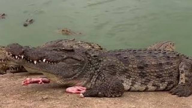 大鳄鱼喂食#弱肉强食的动物世界 #鳄龟养殖日常 #野生动物零距离 #鳄鱼咬合力有多大