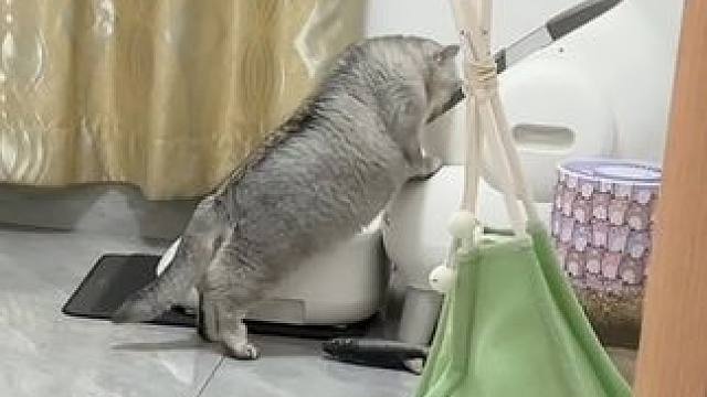 记录我们和蛋蛋日常吃饭 #记录猫咪日常 #抖in萌宠计划