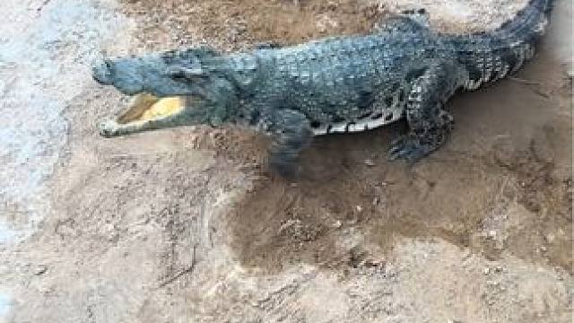 鳄鱼：是不是你在偷拍我哈哈哈哈哈