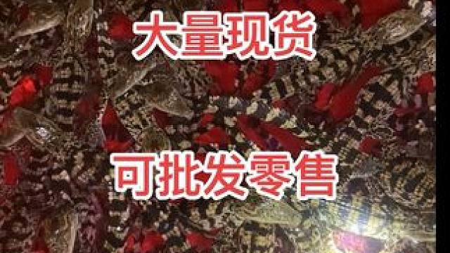 高端茶宠鳄，小鳄鱼