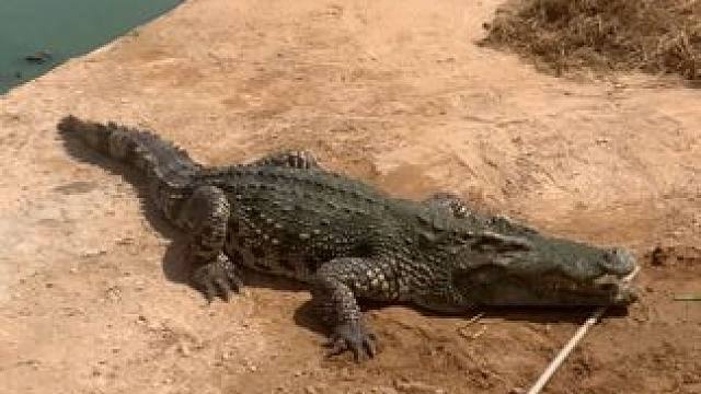 兄弟们我又来了。好家伙它又跳起来了哈哈哈#动物的迷惑行为