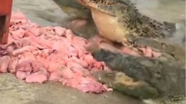 大鳄鱼吃肉#弱肉强食的动物世界 #野生动物零距离 #人工养殖鳄鱼 #鳄鱼咬合力有多大