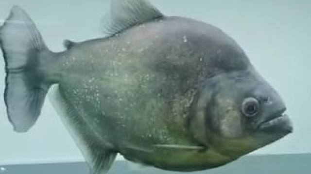 巴西老版黑 超厚的下颚 同体型咬合力最强的动物#黑色食人鱼#水虎鱼 #亚马逊猛鱼 #食人鱼咬合力#巴