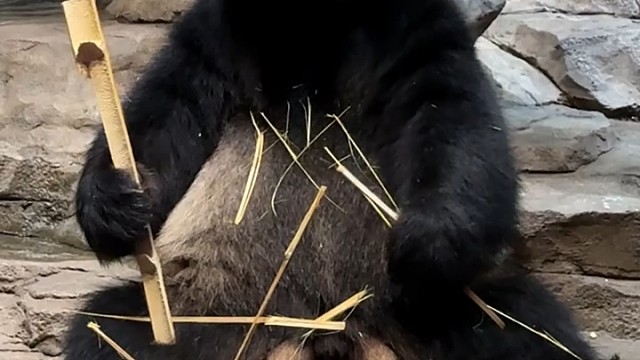 婷仔想到什么了？手上竹子突然不香了