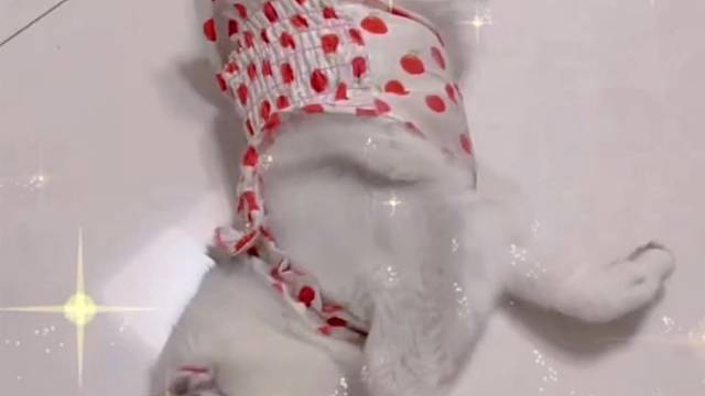 怎么没人来陪我玩呢