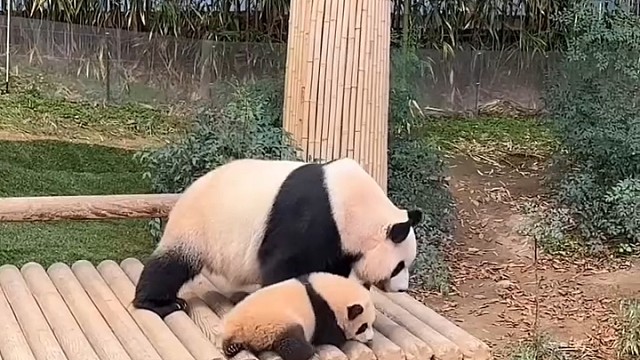 大熊猫让小大熊猫从上面滚下来了！