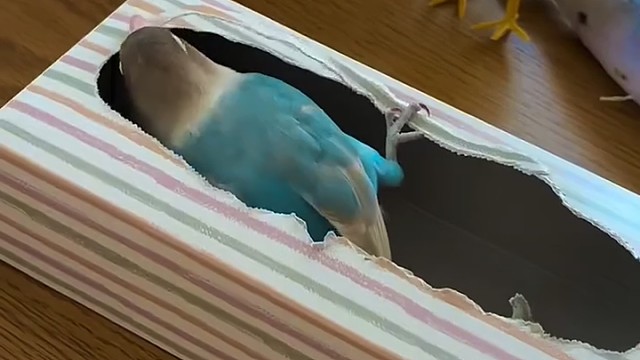 嗑的好有节奏感[捂脸]