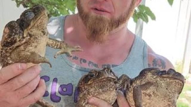 世界上最大的蟾蜍之一#国外视频分享 #奇妙的动物 #蟾蜍