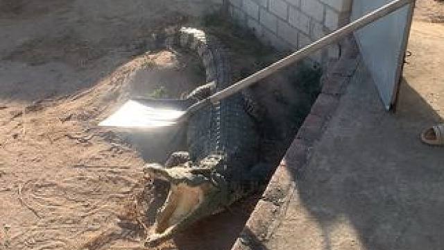 大铁锹都赶不走，脾气太倔强了