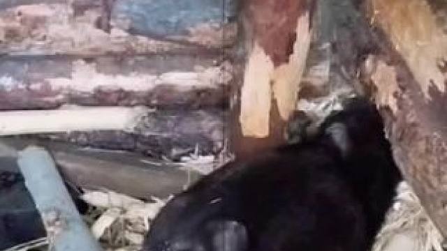 #奇妙的动物 #万物皆有灵性