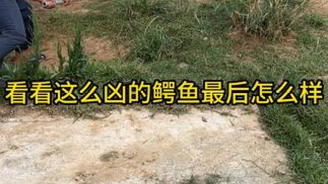 看看这么凶的鳄鱼最后怎么样了#鳄鱼 #鳄鱼养殖场 #鳄珍鳄鱼酒 #鳄珍