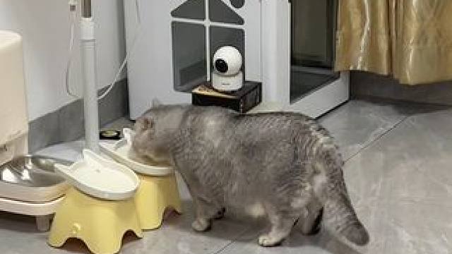 这小猪吃的啥呢#记录猫咪日常 #它真的好像个小宝宝 #抖in萌宠计划