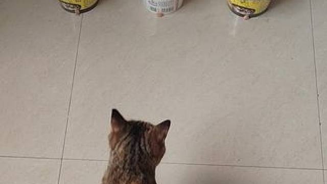 欧洲杯：德国VS匈牙利 #欧洲杯预测 #金牌预言家 #唯有足球不可辜负